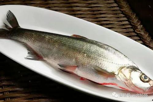 网红吃八瓜鱼视频,口感独特引网友热议!