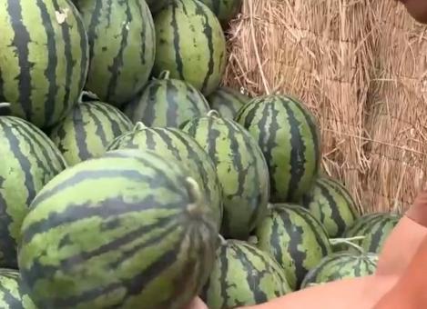 全是吃瓜的视频,吃瓜群众围观娱乐圈大事件